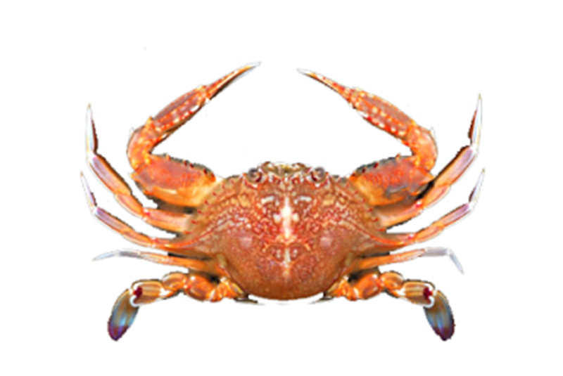 Red Swimming Crab (Portunus haanii)